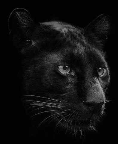 blk9pan's profile banner image