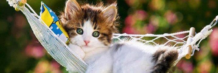 Pushang_Selosa's profile banner image