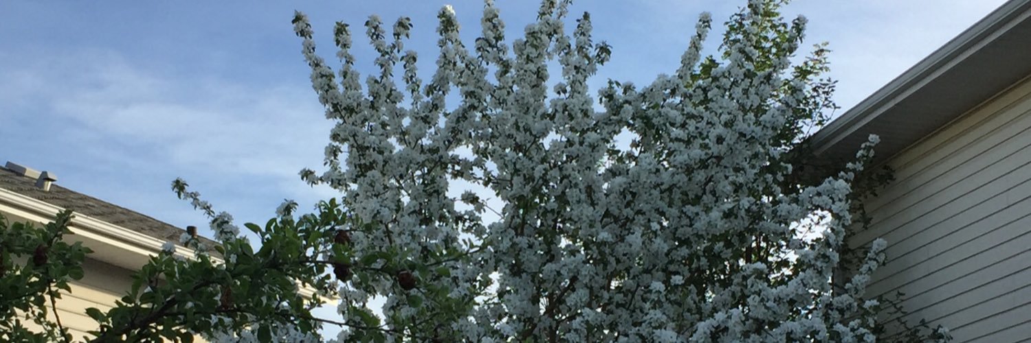 shelmacdonald's profile banner image