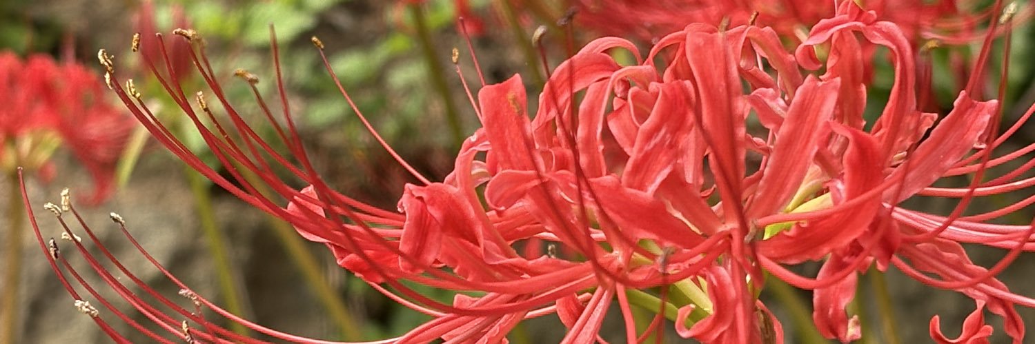 みなとん|･ω･*)ﾁﾗ banner