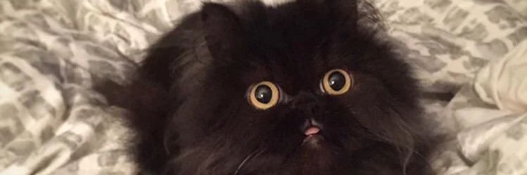 Pretzullicious's profile banner image