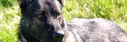 just me banner