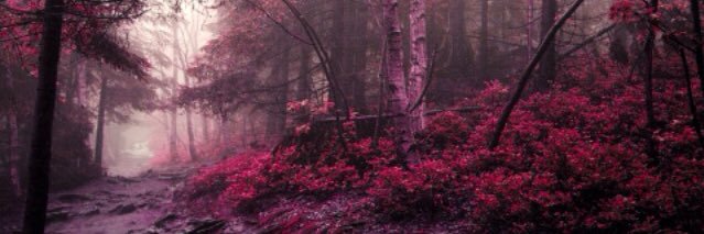 Marie_Bedson's profile banner image
