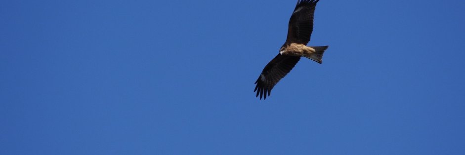 ひょうたん（侵略やめろ） banner