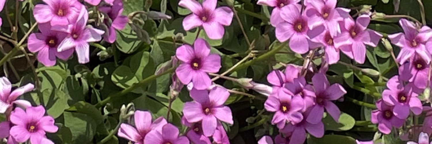 🖤ᙖᙢᘐ🖤5/6 東7M18a banner