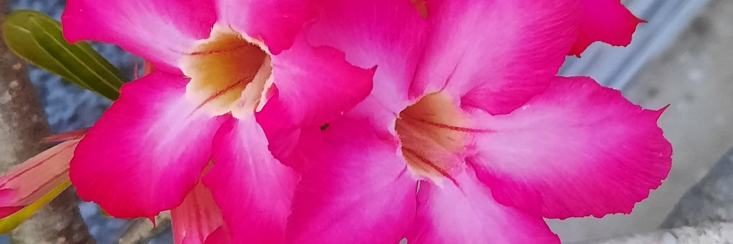 TinMoimoingay's profile banner image