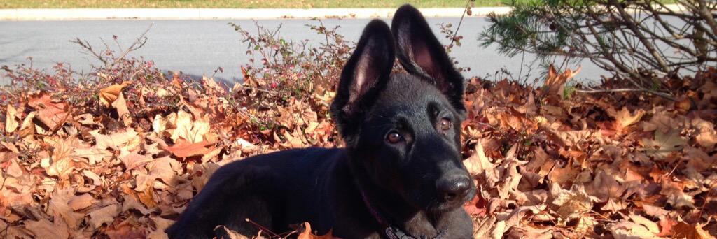 TilleyFireDog's profile banner image