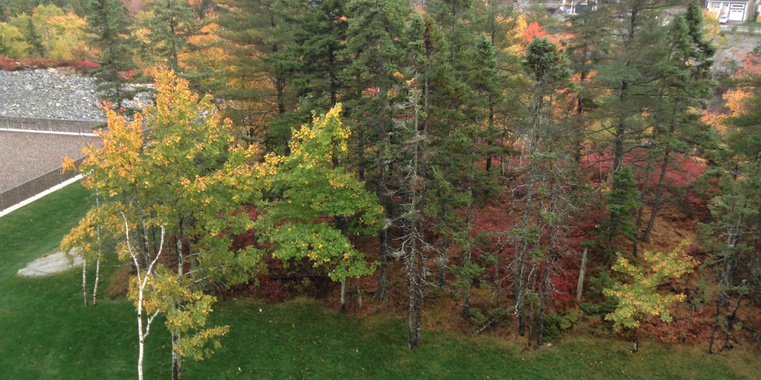 Dr Grace Johnston banner