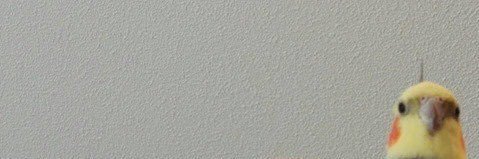 deborah_gullo's profile banner image