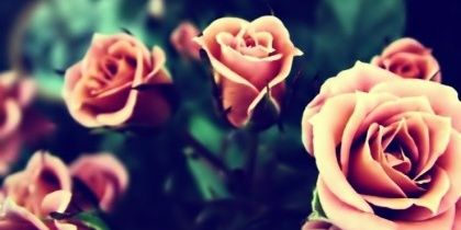 Rosallya_kbot's profile banner image