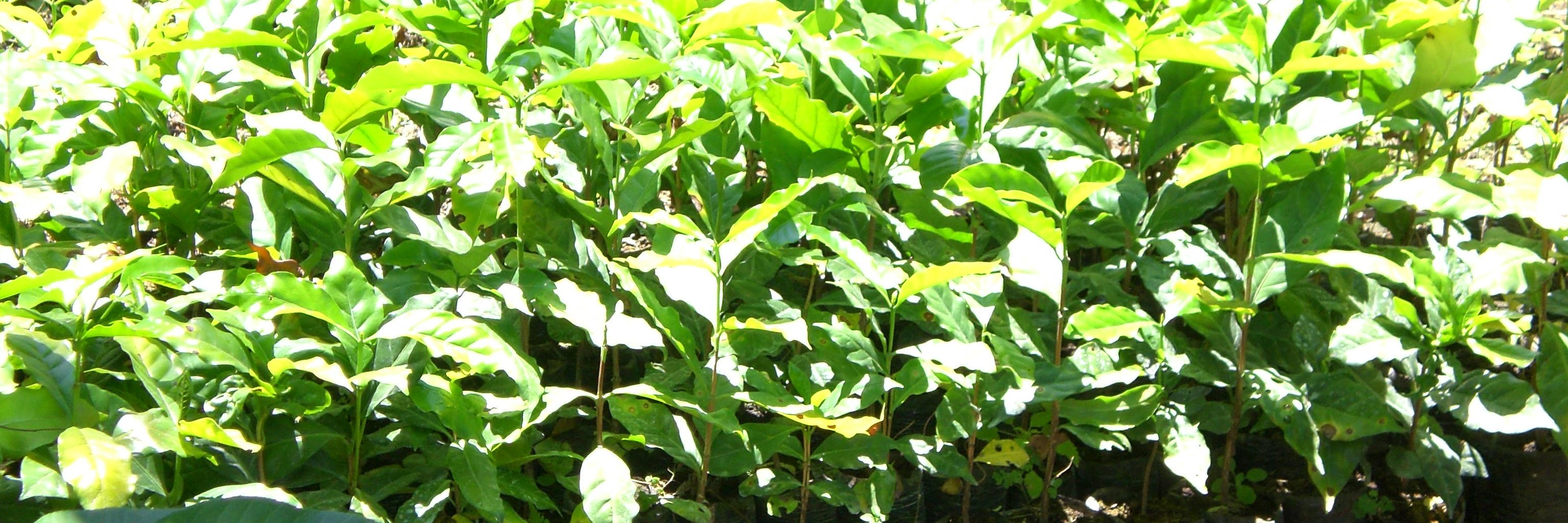 RumoursRoasting's profile banner image
