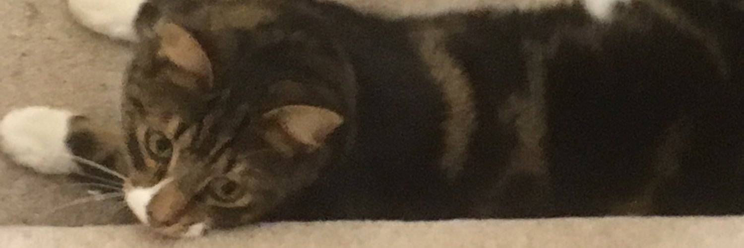 truffle_cat's profile banner image