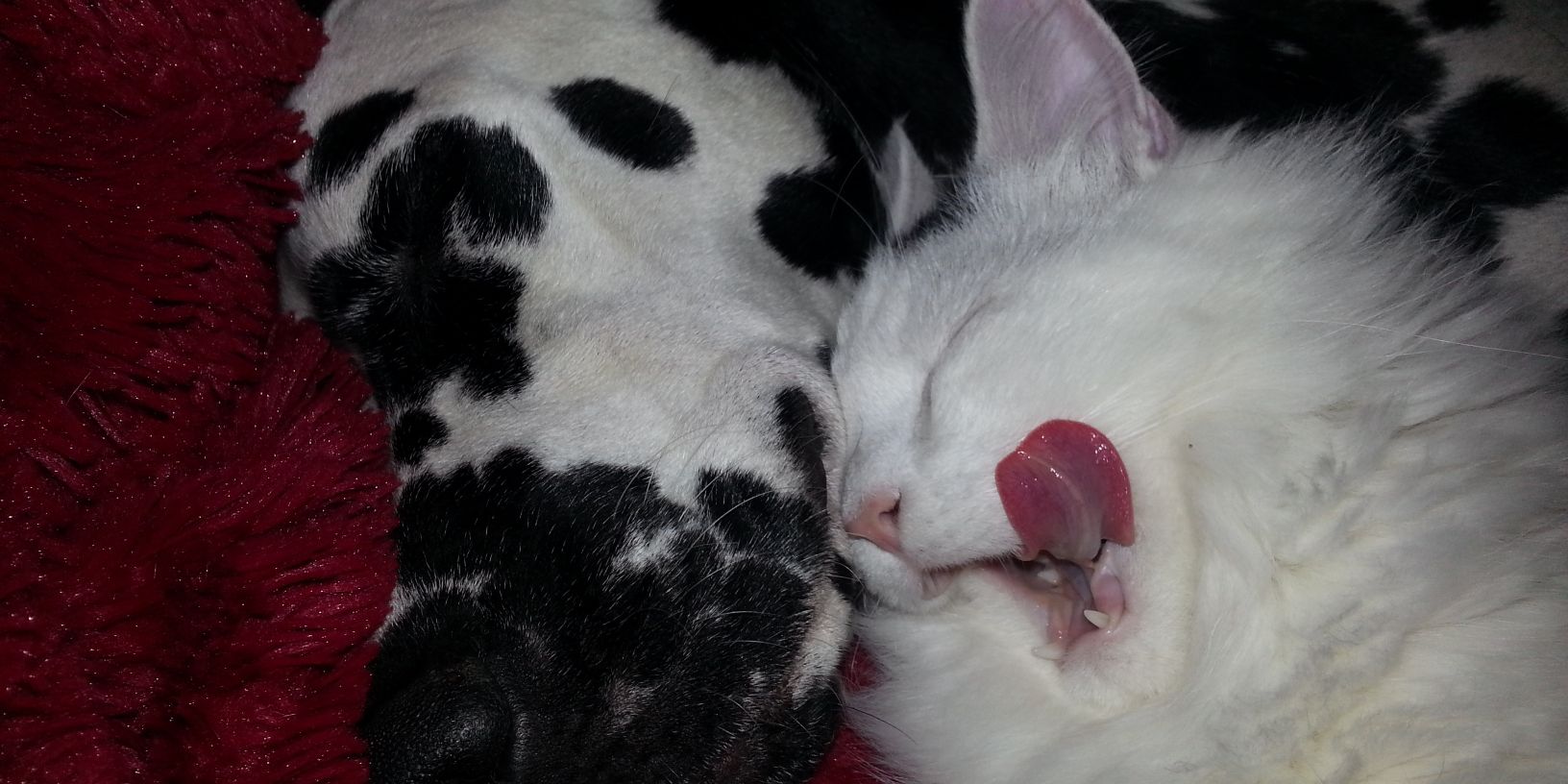 LovesMyCatz's profile banner image