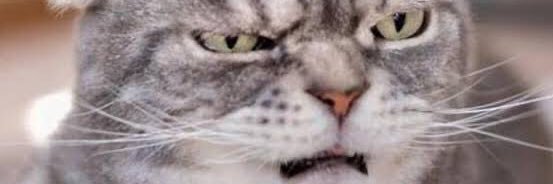 バナナキリン banner
