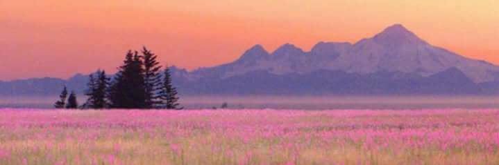 amefree's profile banner image