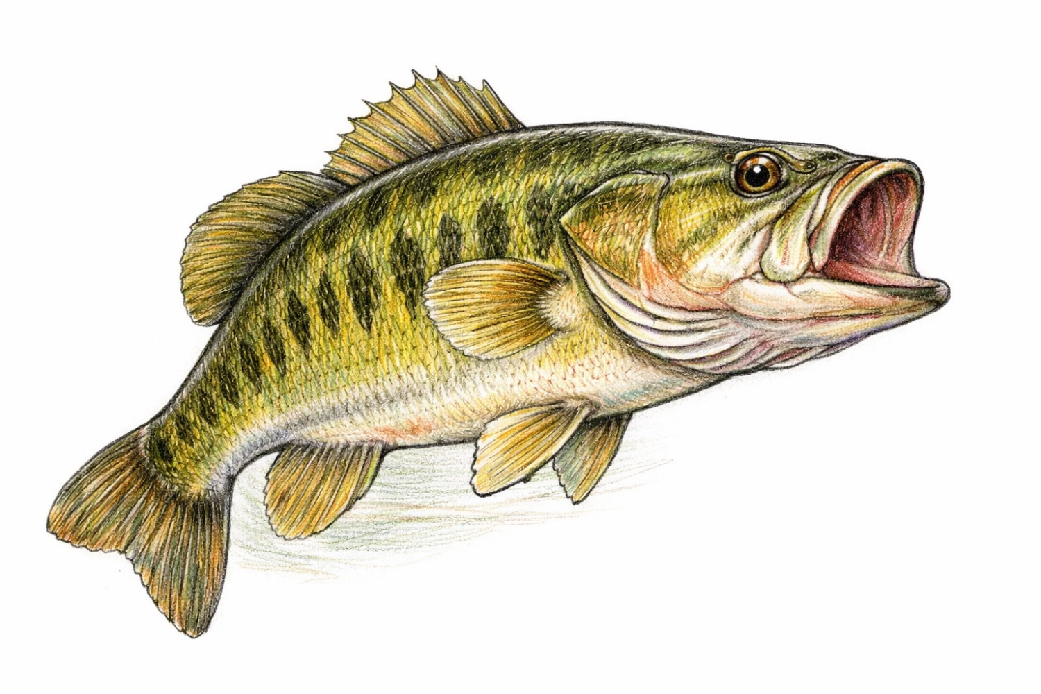 Teak Phillips banner