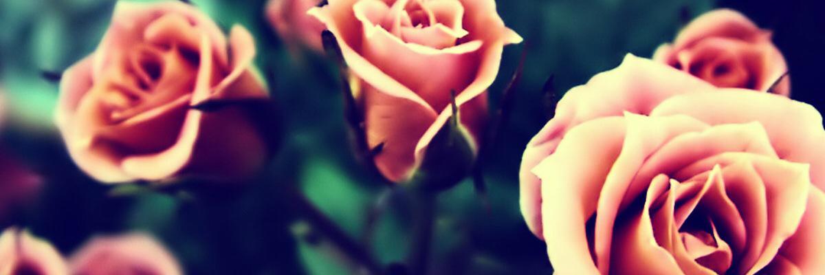 Tylerrobertsox's profile banner image