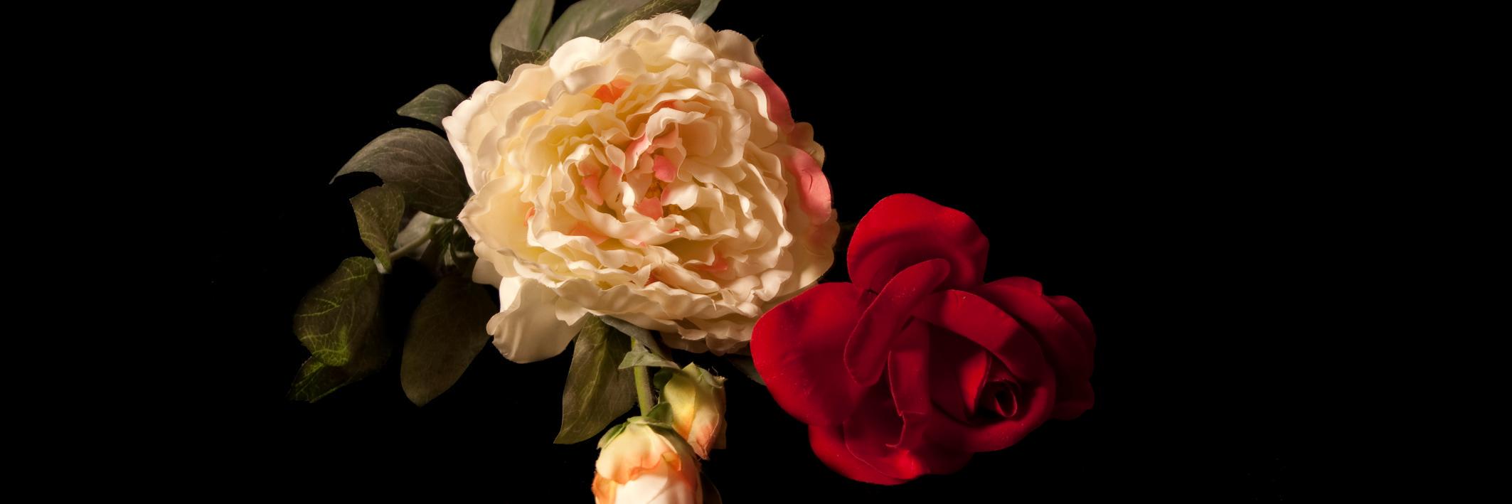lisavanschie218's profile banner image