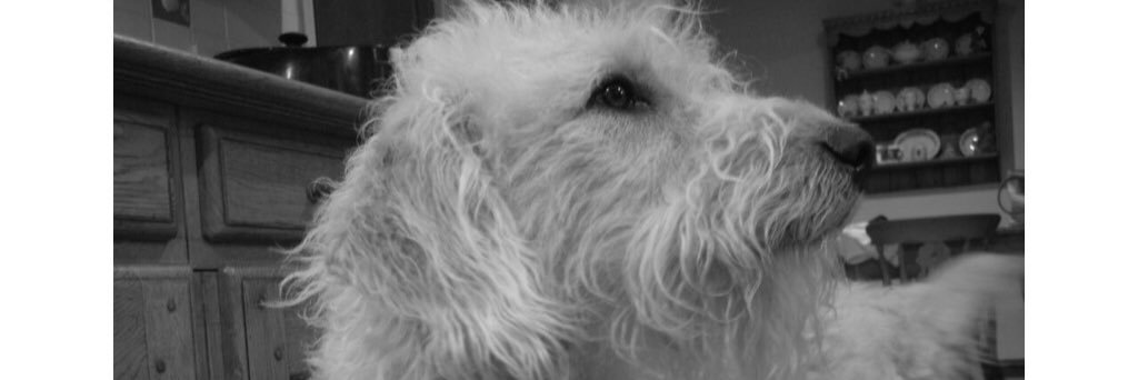 FfionRachel's profile banner image