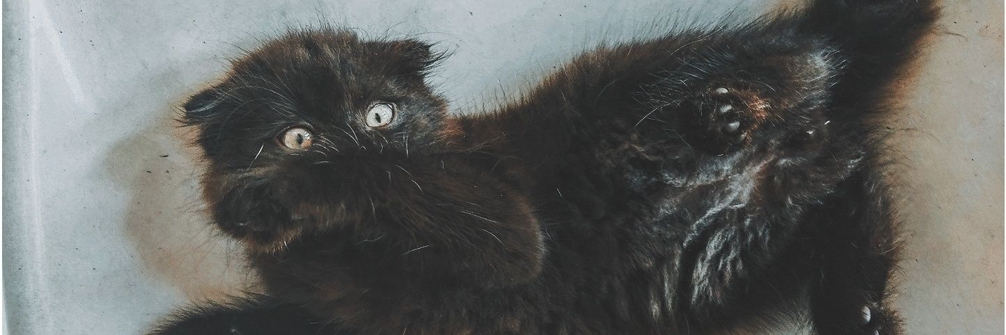 JessLibron's profile banner image