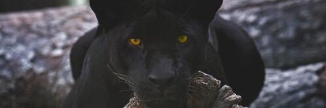 damatamt's profile banner image