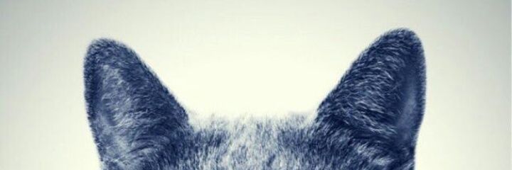 Nevralbay's profile banner image