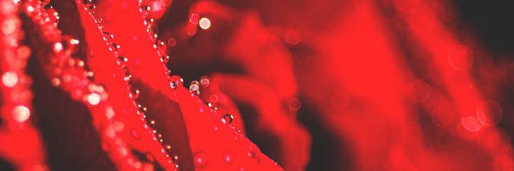lei_leix's profile banner image