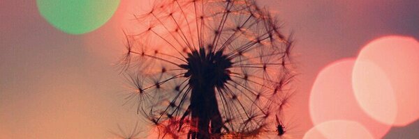 tringanaka Profile Banner