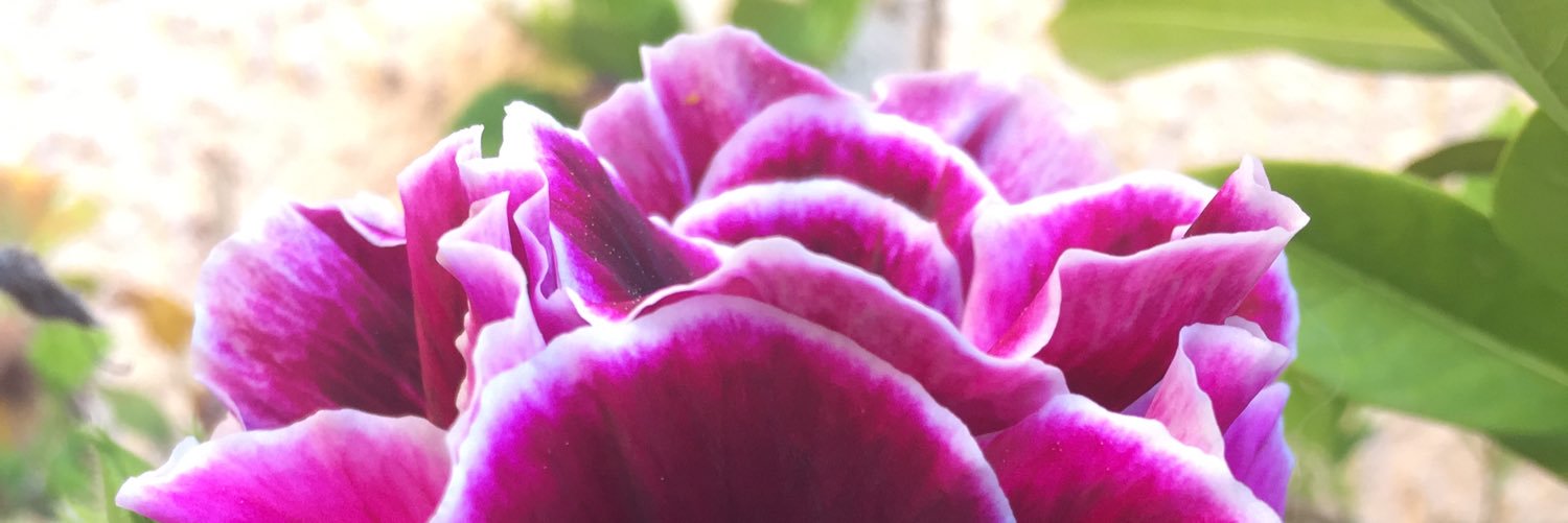 Auphielle 💎 banner