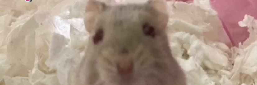 alliesmith1818's profile banner image