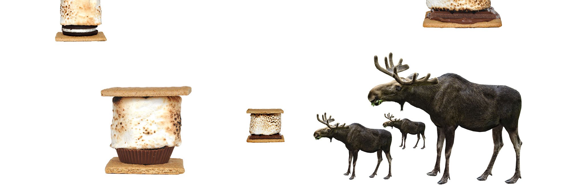 camptoasted's profile banner image