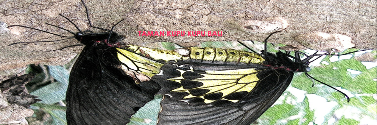 balibutterflyz1's profile banner image