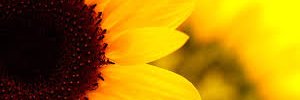 lu_glenda's profile banner image