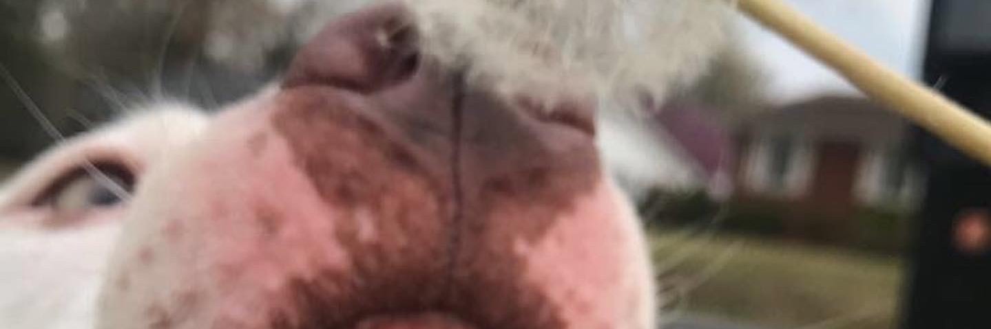 annebeanss's profile banner image
