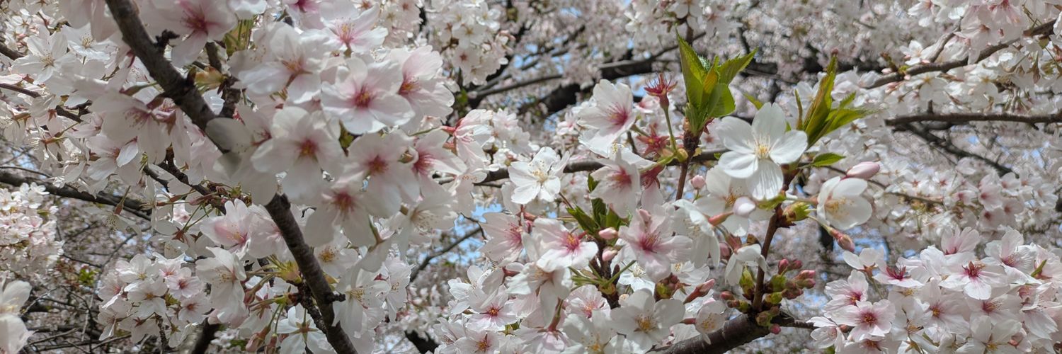 猫まっしぐら banner