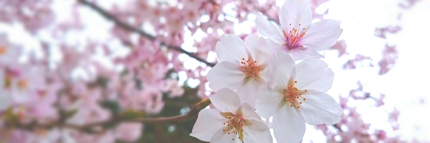tsuki_kn87's profile banner image