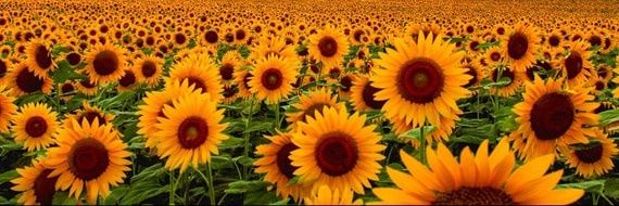 ppsunflowerr's profile banner image