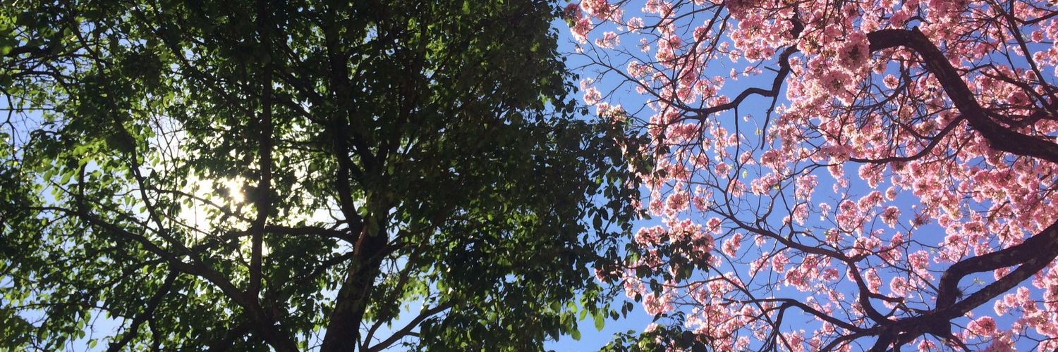 anaju_b's profile banner image