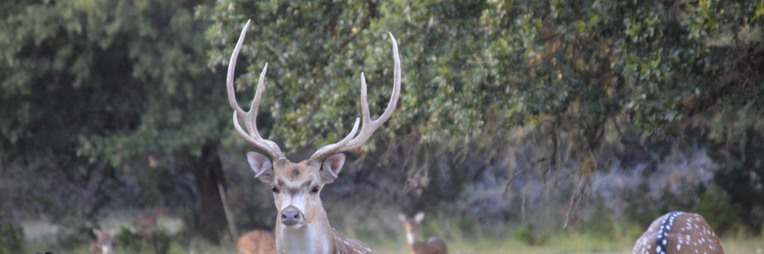 Jonathan Copeland banner