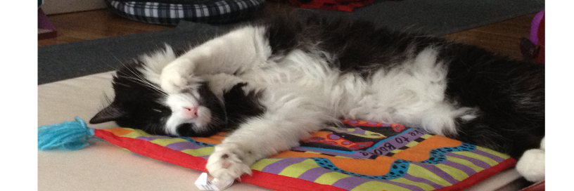 Moosie_cat's profile banner image