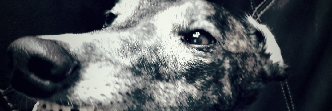 ninapelon's profile banner image