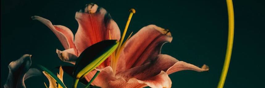 enise buyruk banner