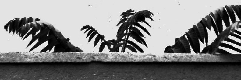 Kaltkaffe's profile banner image