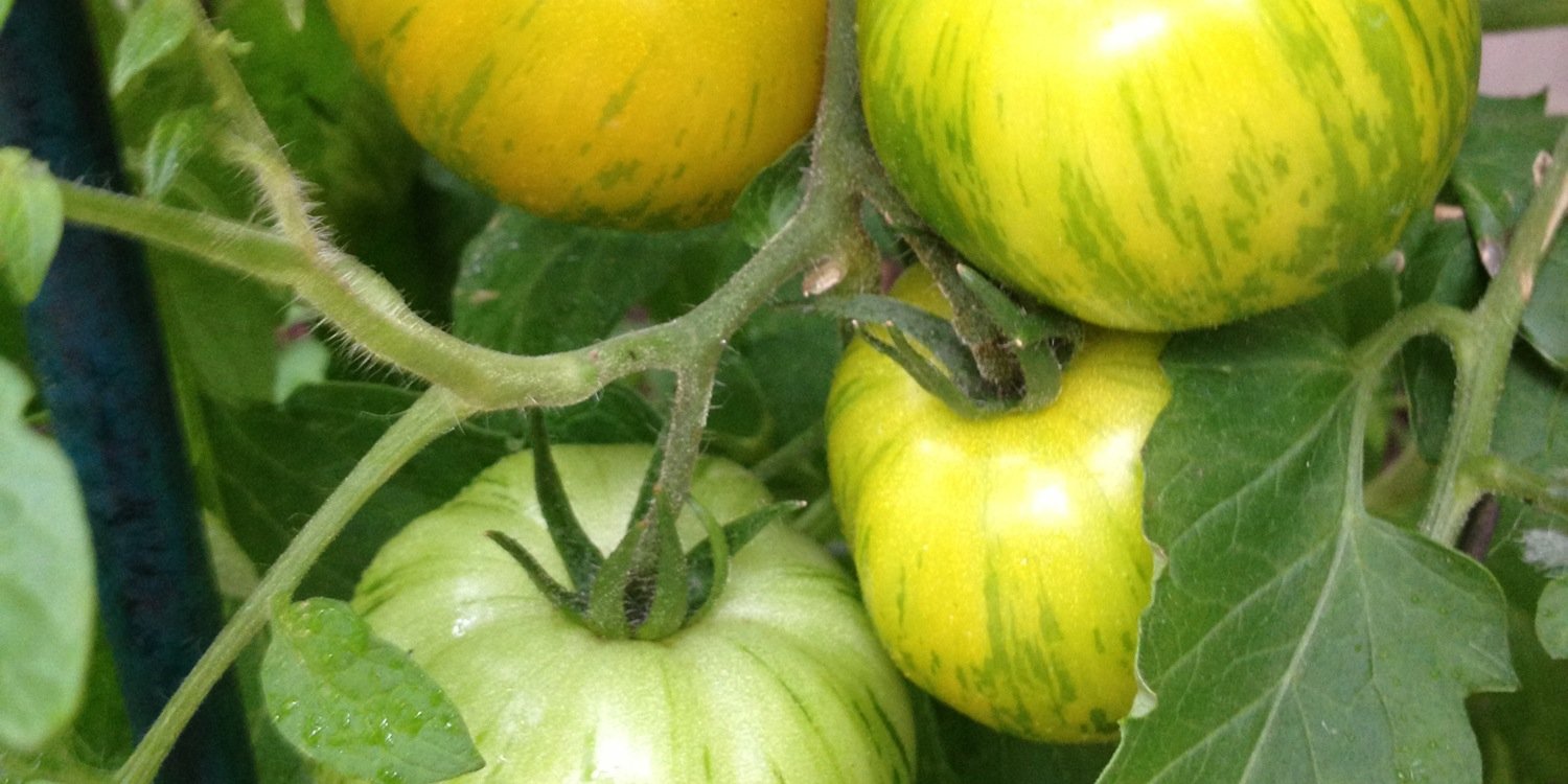 ModernFoodist's profile banner image