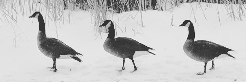 TrudeauPatrick1's profile banner image