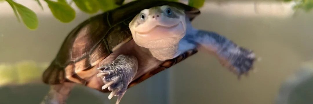 Macraprus's profile banner image