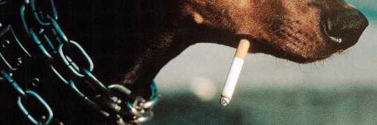 Simon Gilberto banner