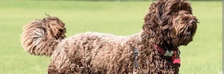 patchoulihouse's profile banner image