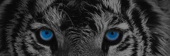 The_WhiteTyger's profile banner image
