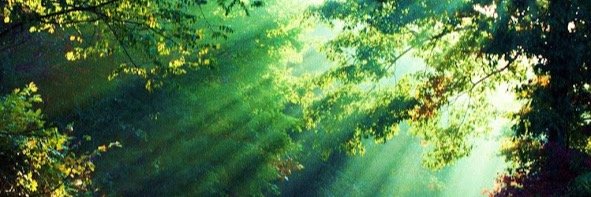 InfoBioec's profile banner image